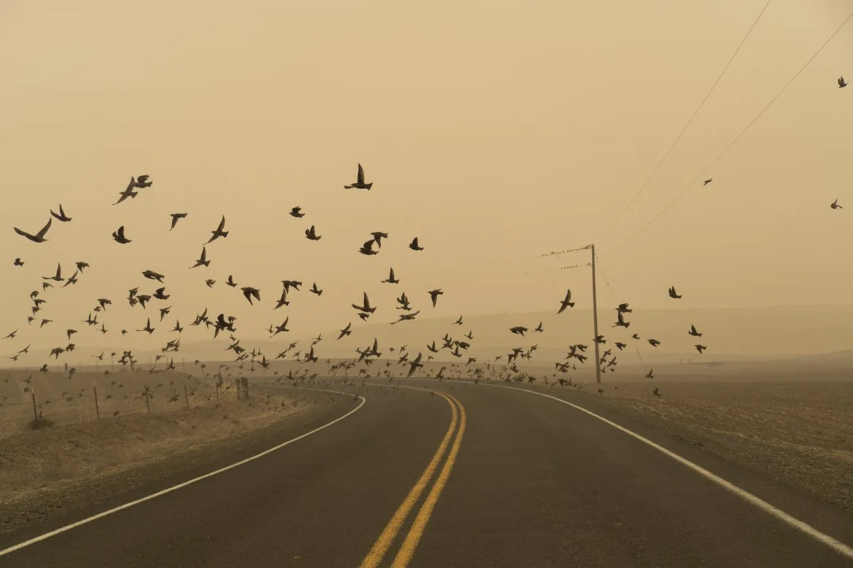 Murmuration